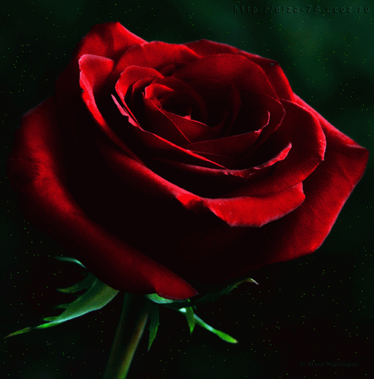 I'm right on top of that rose! Decent Image Scraps Animated Rose