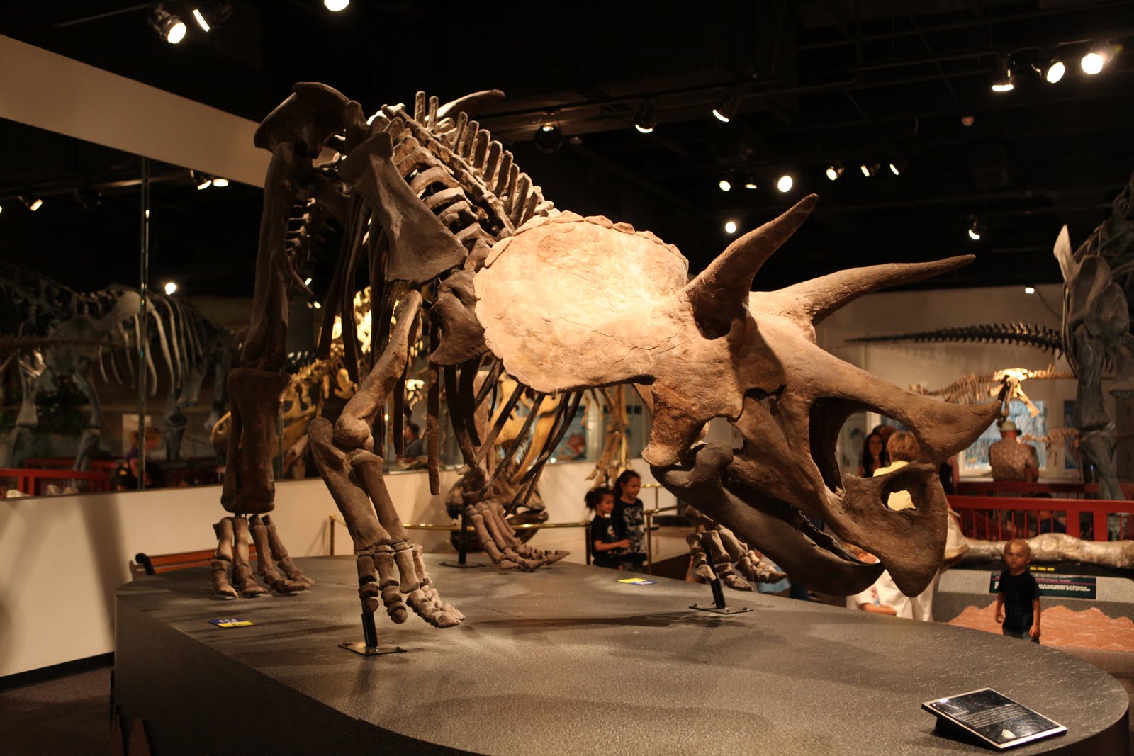 i heart mesa. The Arizona Museum of Natural History