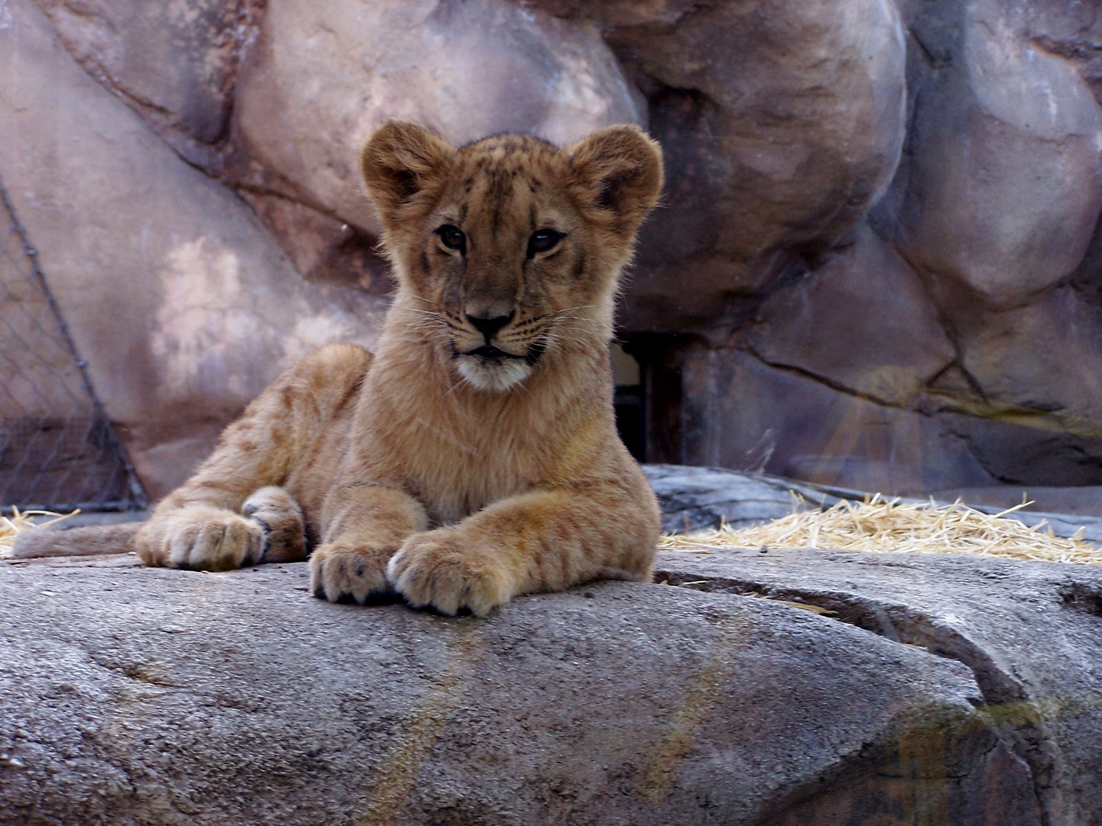 Web maia mcdonald/block club chicago. The Natural World Zoo Babies Lion Cubs at the Denver Zoo