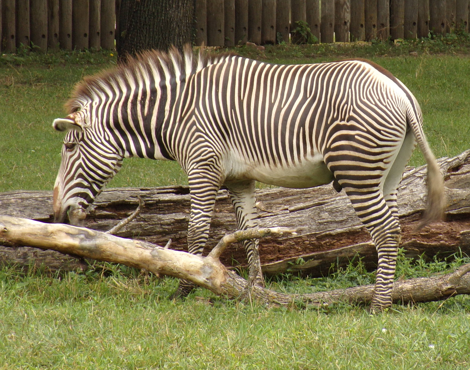 Web the “zoo boo” the will begin friday night, oct. randuwa Summer Vacation Redux 9 Sioux Falls The Great Plains Zoo